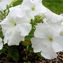 Petunias