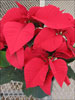 Orion Red poinsettia 11-15