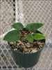 Soltic Red poinsettia 8-30