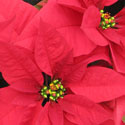 Classic Red poinsettias