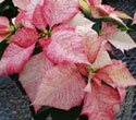 Pink poinsettias