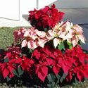 Red and pink poinsettias in a pyramid stack