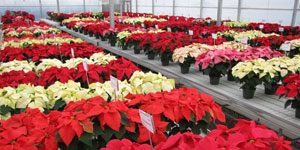 Poinsettia field day