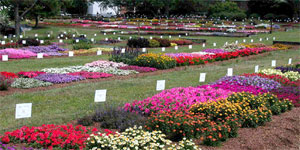 2006 Spring Trial Garden