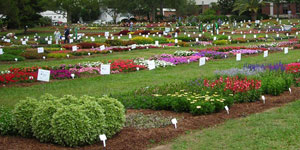 2007 Spring Trial Garden