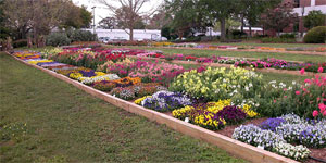 2008 Winter trial garden