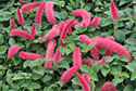 Greenery with pink flowers