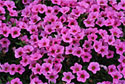 Purple petunias