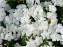 White Impatiens