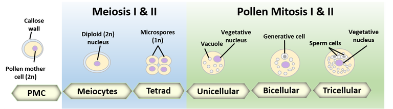 pollen development infogram