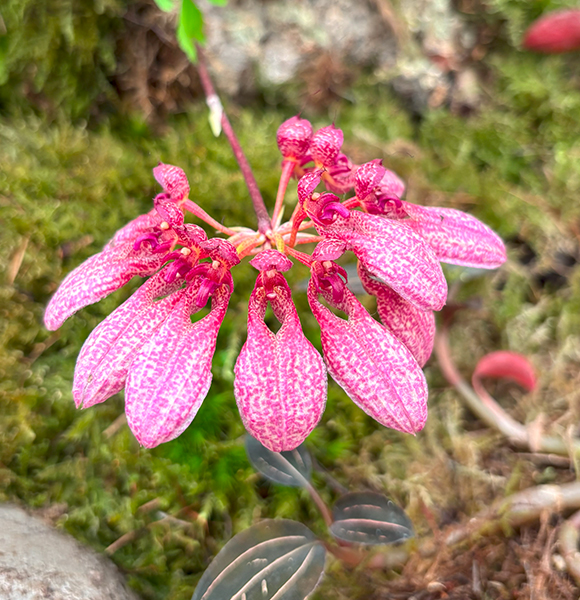 Bulbophyllum roxburghii on display at the Chelsea Flower Show 2025