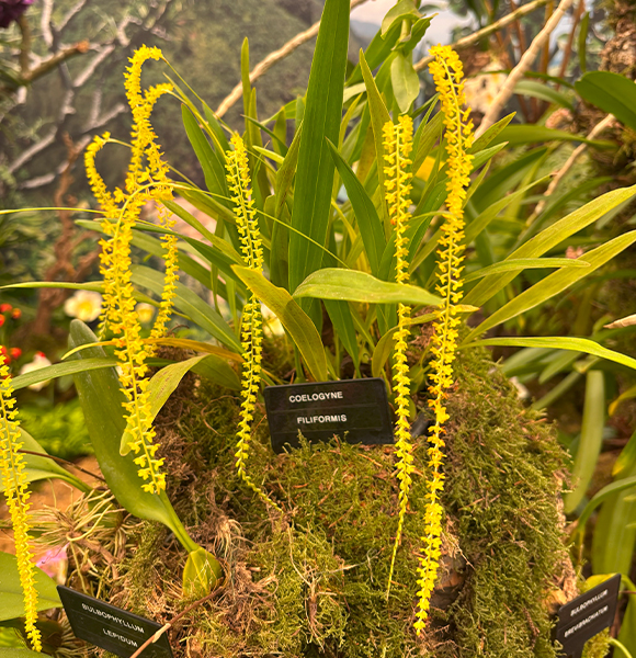 Coelogyne filigormis chelsea flower show 2025