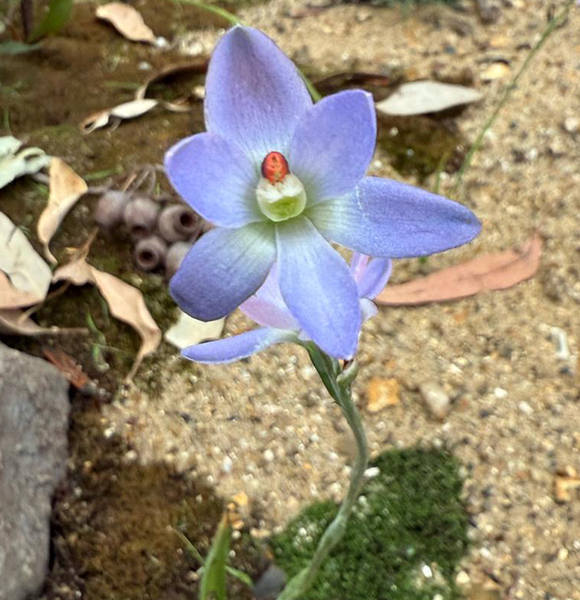 Thelymitra glaucophylla on display at the Chelsea Flower Show, 2025