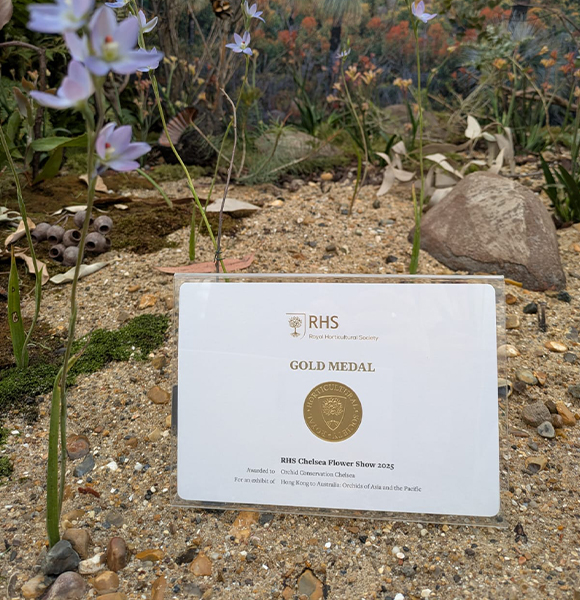 Gold medal honor at the Chelsea Flower Show, 2025