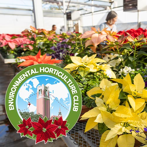 Environmental Horticulture Club Poinsettia Sale 2024