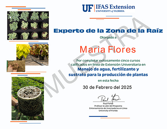 EH Muestra de certificado en línea de experto en zona raíz