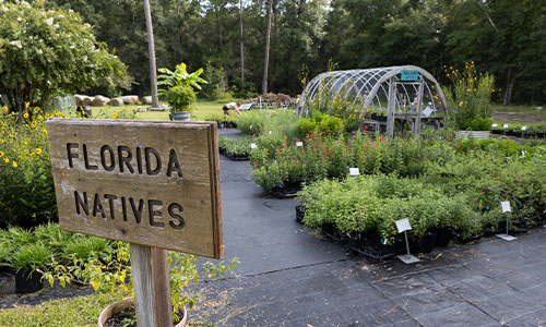 Native Plants