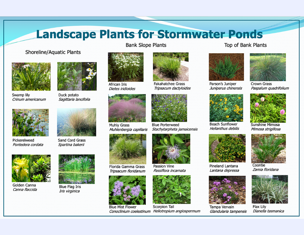 Lakewood Ranch Stormwater focus group poster for plants