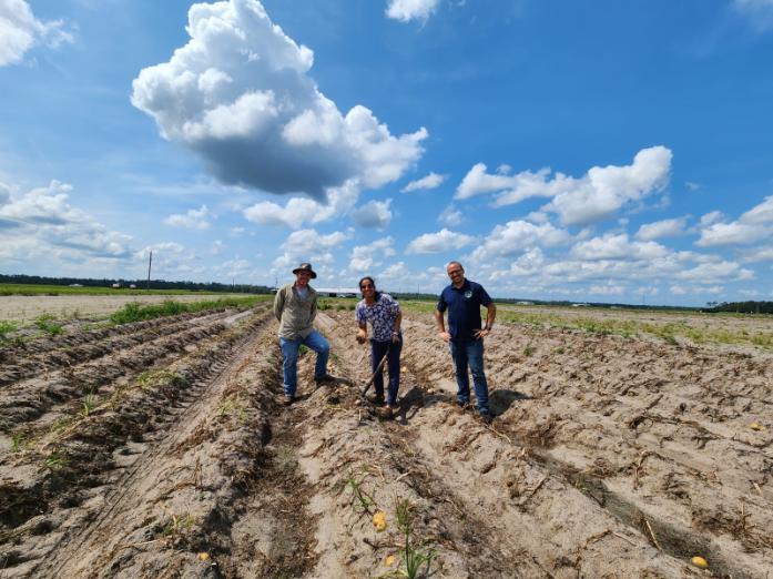 Digging potatoes with Dr. Resende and Dr. Zotarelli