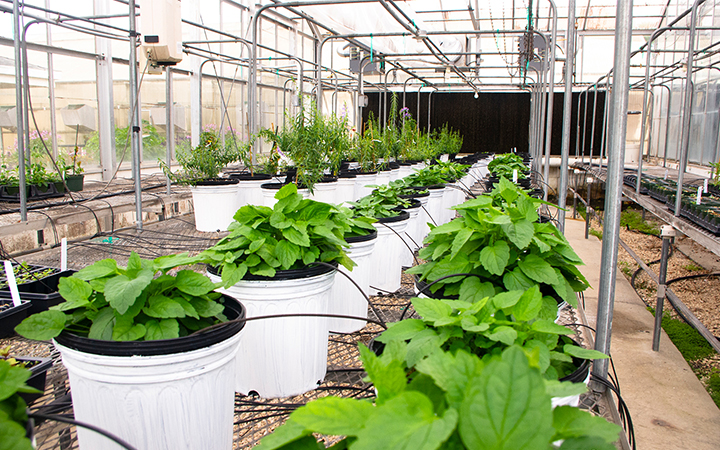 Nadakuduti Lab greenhouse, UF/IFAS photo by Alex J. Lopez