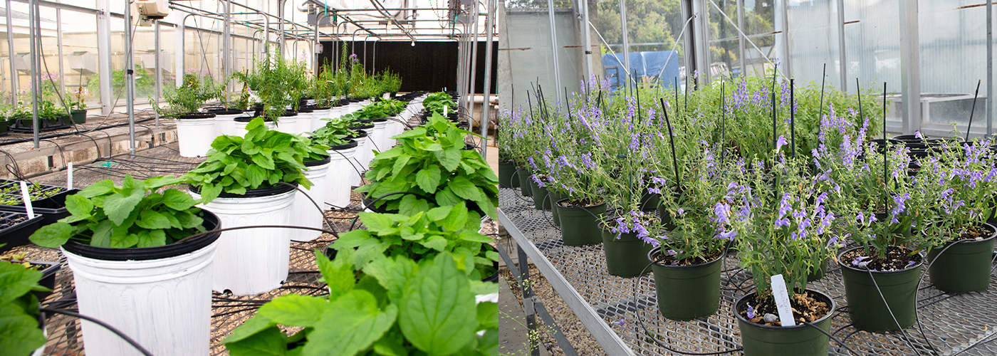 Scutellaria plants in IFAS greenhouse