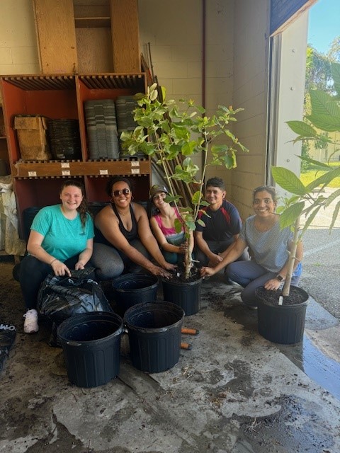 Transplanting kratom trees