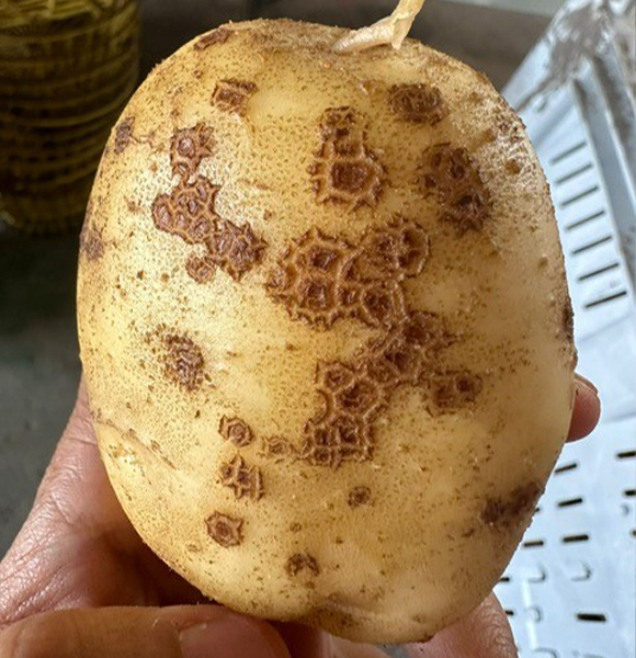 Scab infection in potato caused by Streptomyces scabiei