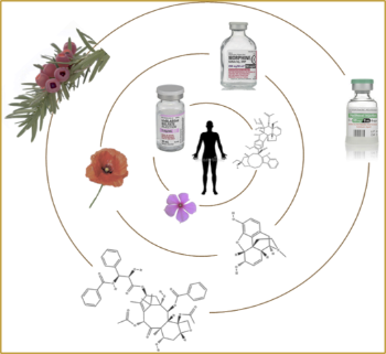 Illustration depicting plants for human medicine