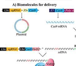 Advances in Delivery Mechanisms of CRISPR Gene-Editing Reagents in Plants image detail