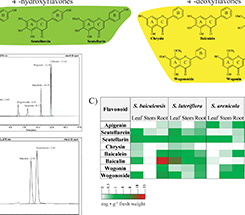 Exploring native Scutellaria species provides insight into differential accumulation of flavones with medicinal properties