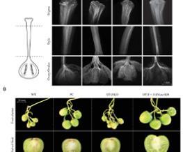 HT-B and S-RNase CRISPR-Cas9 double knockouts show enhanced self-fertility in diploid Solanum tuberosum, detail image
