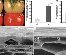 Pleiotropic Phenotypes of the sticky peel Mutant Provide New Insight into the Role of CUTIN DEFICIENT2 in Epidermal Cell Function in Tomato