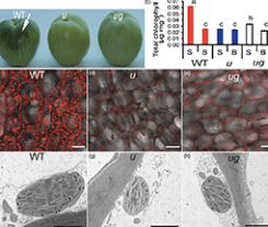 KNOX genes inﬂuence a gradient of fruit chloroplast development through regulation of GOLDEN2-LIKE expression in tomato