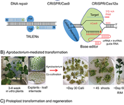 Genome Editing for Crop Improvement – Applications in Clonally Propagated Polyploids With a Focus on Potato (Solanum tuberosum L.)