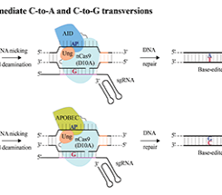 Advances in Genome Editing With CRISPR Systems and Transformation Technologies for Plant DNA Manipulation