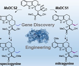 Directed Biosynthesis of Mitragynine Stereoisomers