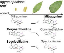 Metabolite and Molecular Characterization of Mitragyna speciosa Identifies Developmental and Genotypic Effects on Monoterpene Indole and Oxindole Alkaloid Composition