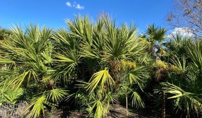 Saw Palmetto