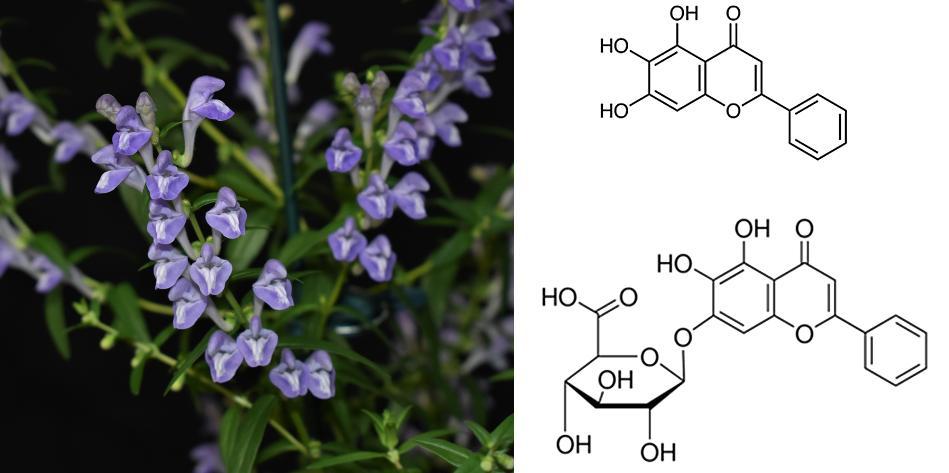 scutellaria-integrifolia