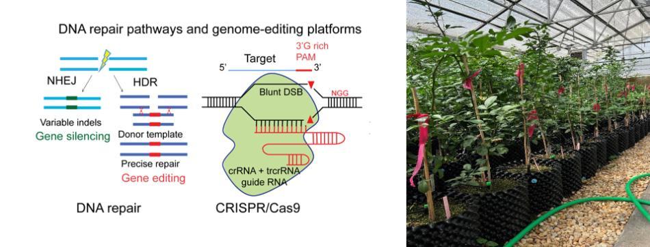 Genome-wide evaluation of off-targets and phenotypic effects in genome-edited citrus for resistance to Huanglongbing and citrus canker