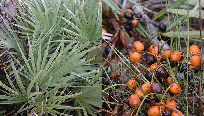 Saw Palmetto