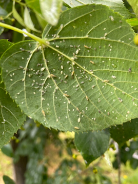 Aphid infested linden street trees