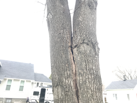 Severe crack / inclusion identified during a level 1 drive-by tree risk assessment in Sheboygan, WI