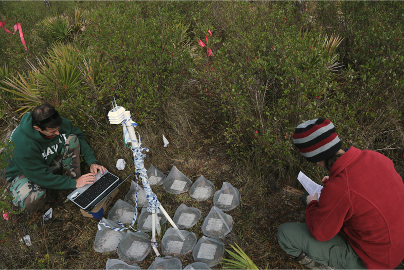 Amber collecting seedling emergence data. Dr. Pérez downloading soil temperature, soil moisture, air temperature and relative humidity data.