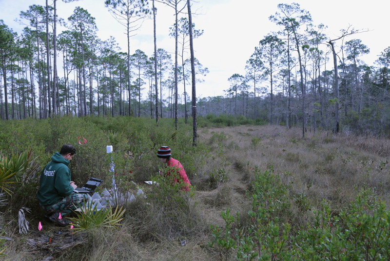 Ecotone site between upland pine (right) and bog (left). Harper’s Beauty grows in this ecotone.