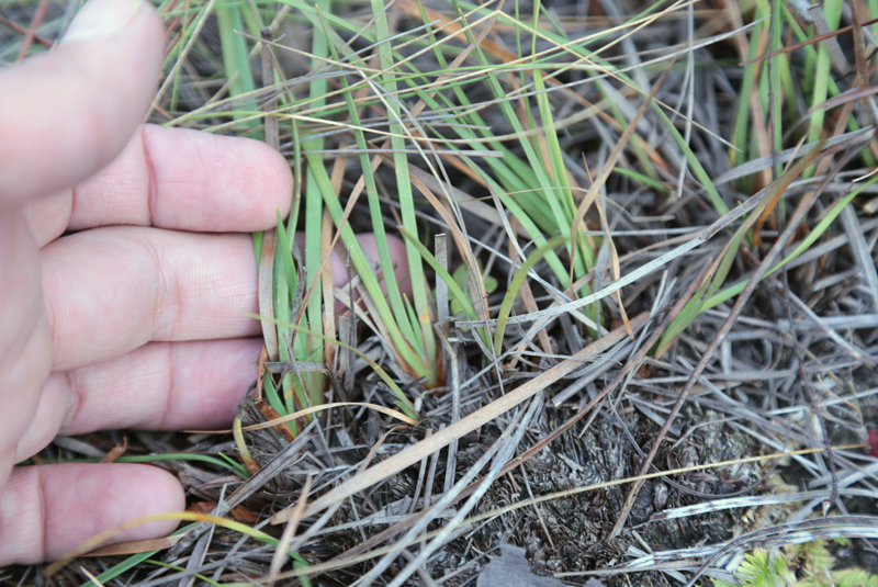 Harper’s Beauty (Harperocallis flava) plants.