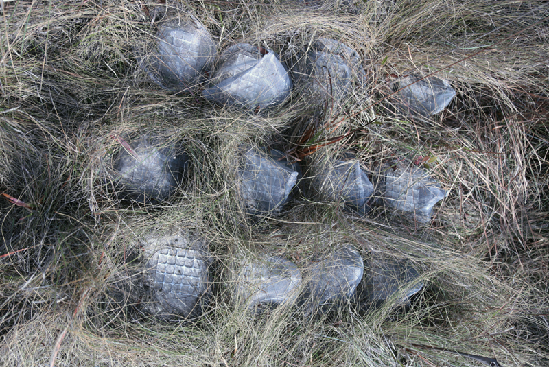 Grasses form the “canopy” in this experiment.