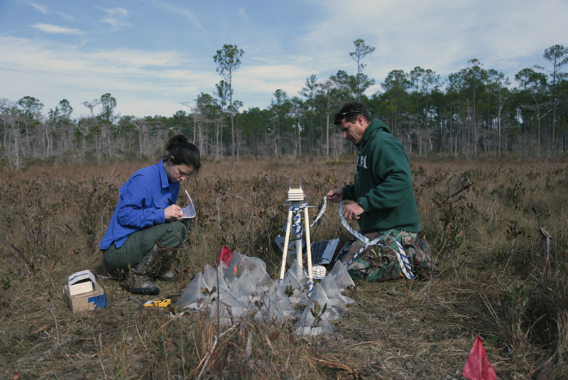 Full-sun experimental field plot in the bog site.