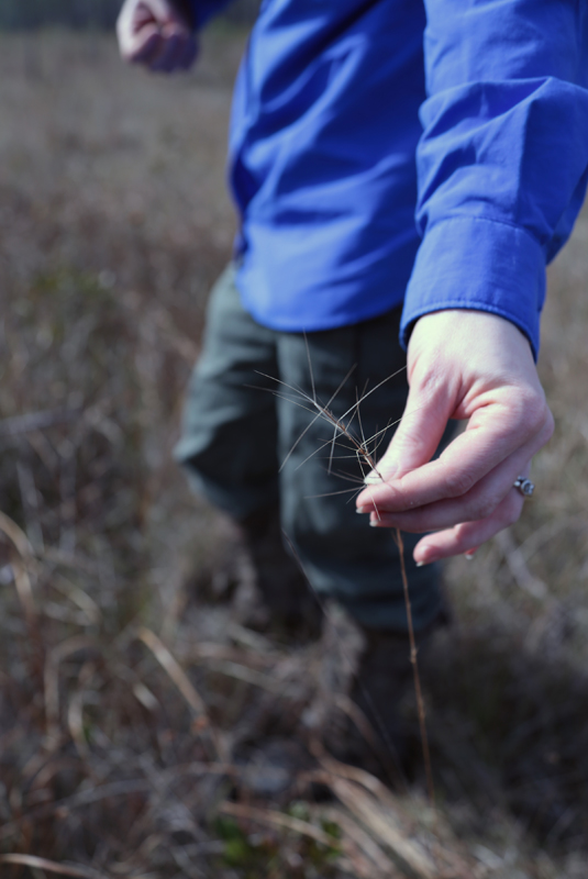 Amber ‘Botany Sorceress’ Gardner identifying native grasses.