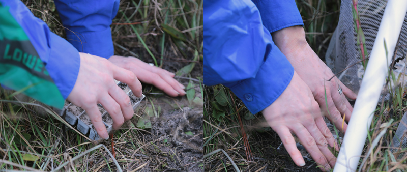 Figuring out how to deal with moles digging under and displacing trays and Re-inserting a tray after mole interference.